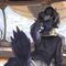 Furry aleatorio