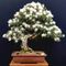Bonsai Arte Brasil 🌱